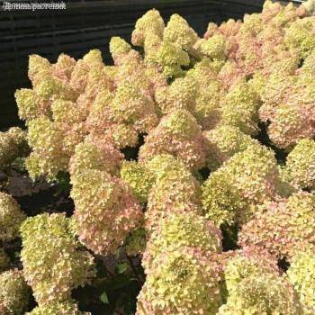 Гортензия метельчатая Петит Флори, С3 - Dolinasad.by