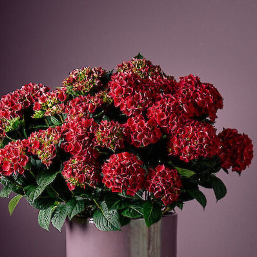 Гортензия крупнолистная Рана - Dolinasad.by