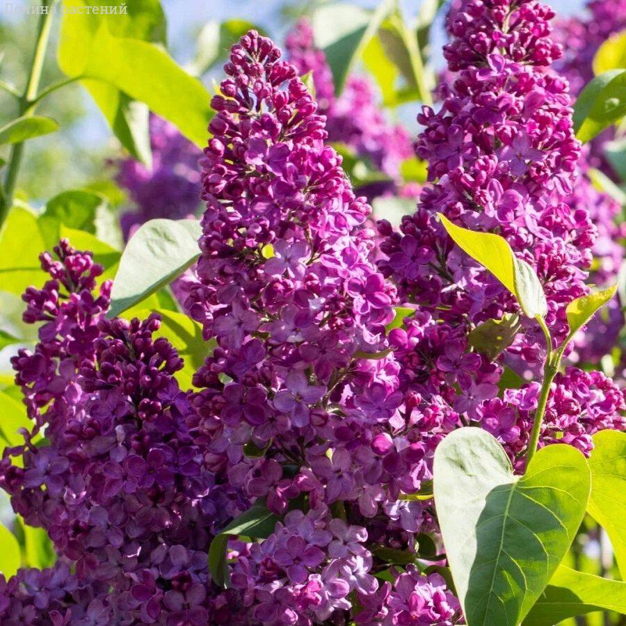 Сирень обыкновенная Маршал Фош, С2 - Dolinasad.by