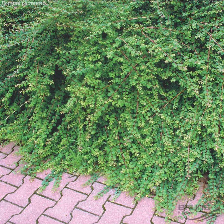 Снежноягодник  Хэнкок, С1,5 - Dolinasad.by