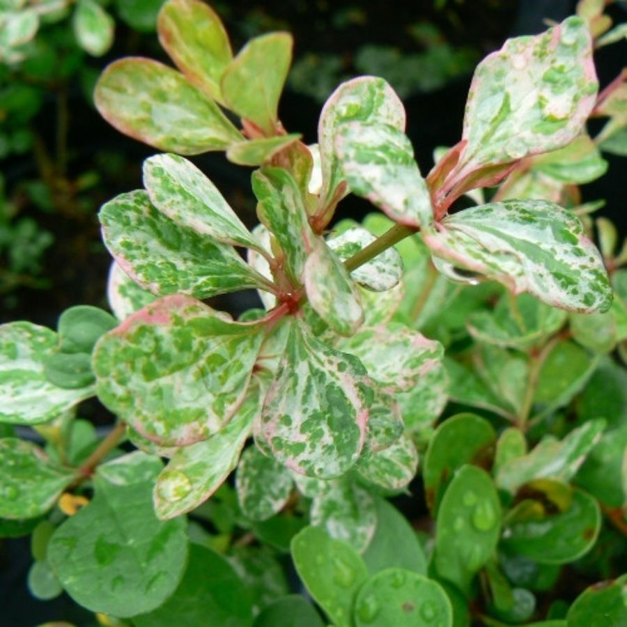 Барбарис Тунберга Келлерис, С2 - Dolinasad.by