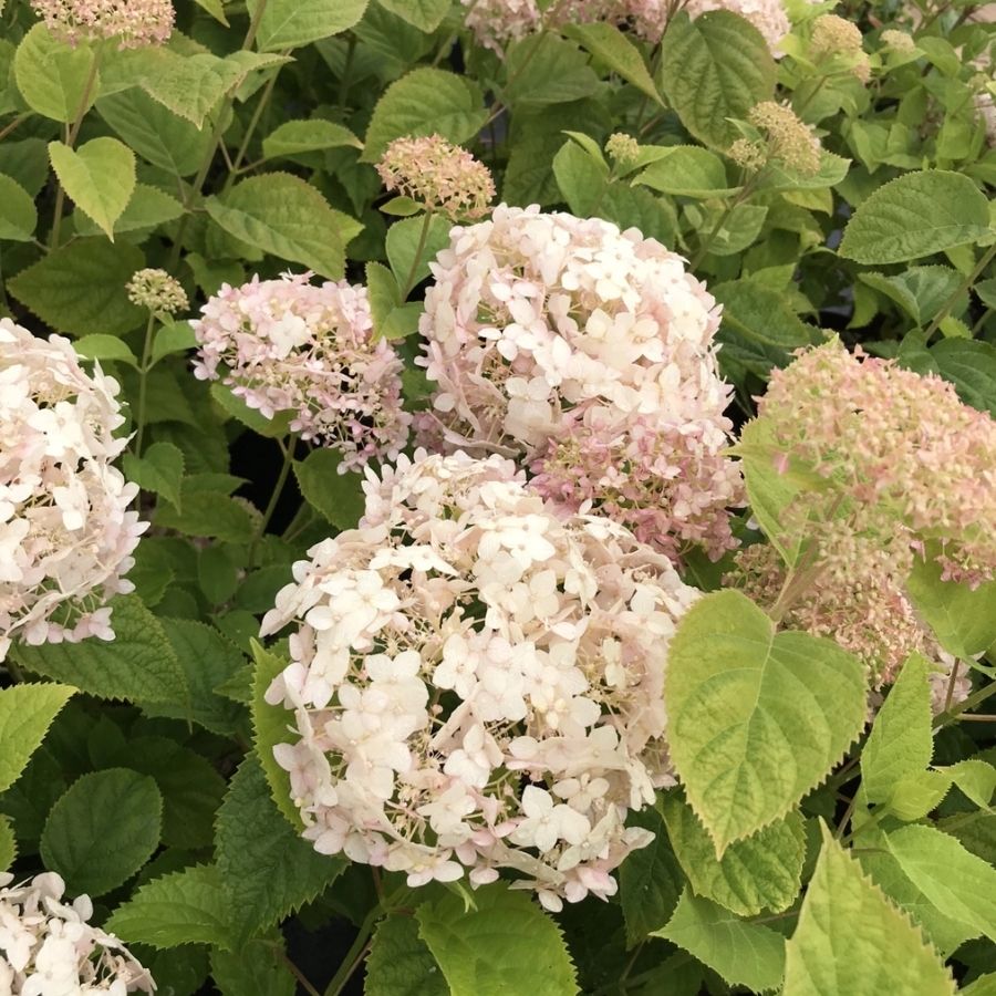 Гортензия древовидная Кэндибэль Маршмеллоу, С2 - Dolinasad.by
