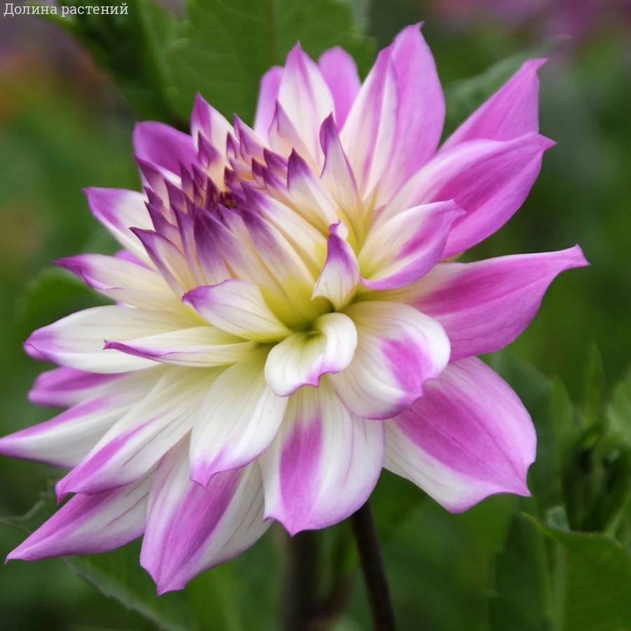 Георгина Фернклифф Иллюжн - Dolinasad.by