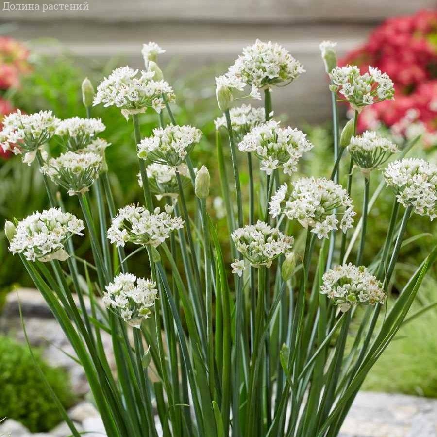 Аллиум китайский Клифс оф Довер - Dolinasad.by