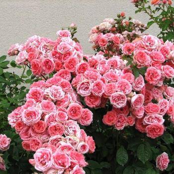 Роза Кимоно в горшке - Dolinasad.by