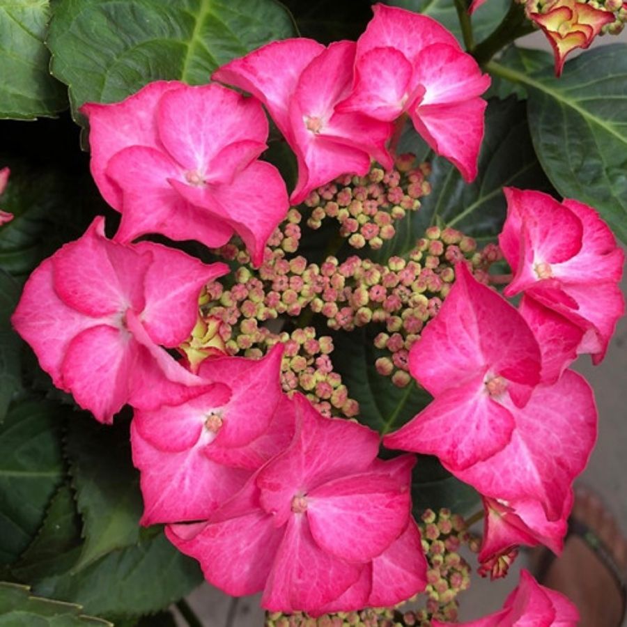 Гортензия крупнолистная Тифани Пинк, С2 - Dolinasad.by