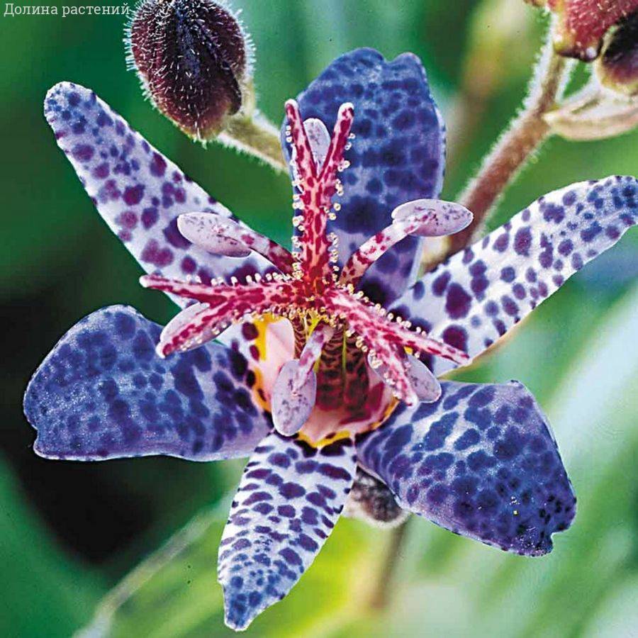 Трициртис формозский Дарк Бьюти - Dolinasad.by