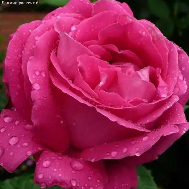 Роза Европа в горшке - Dolinasad.by