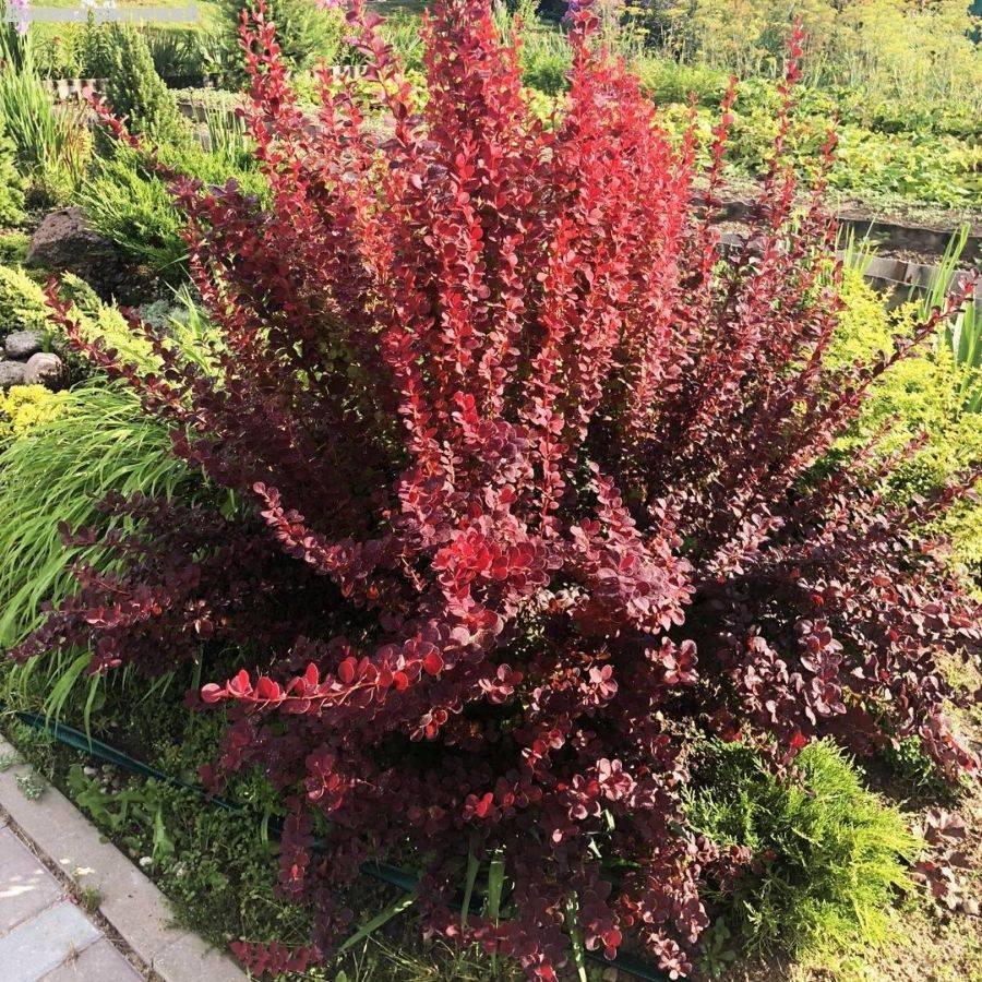 Барбарис Тунберга Оранж Санрайз, С3 - Dolinasad.by