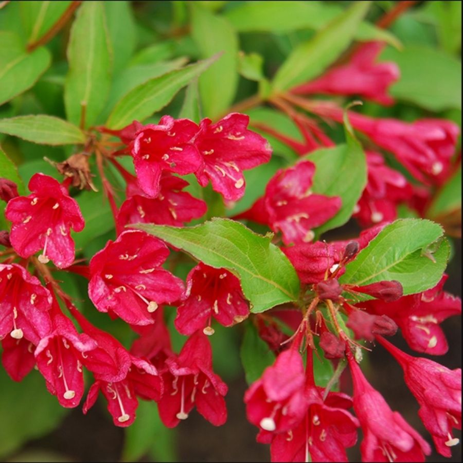 Вейгелла Нью Порт Рэд, С3 - Dolinasad.by