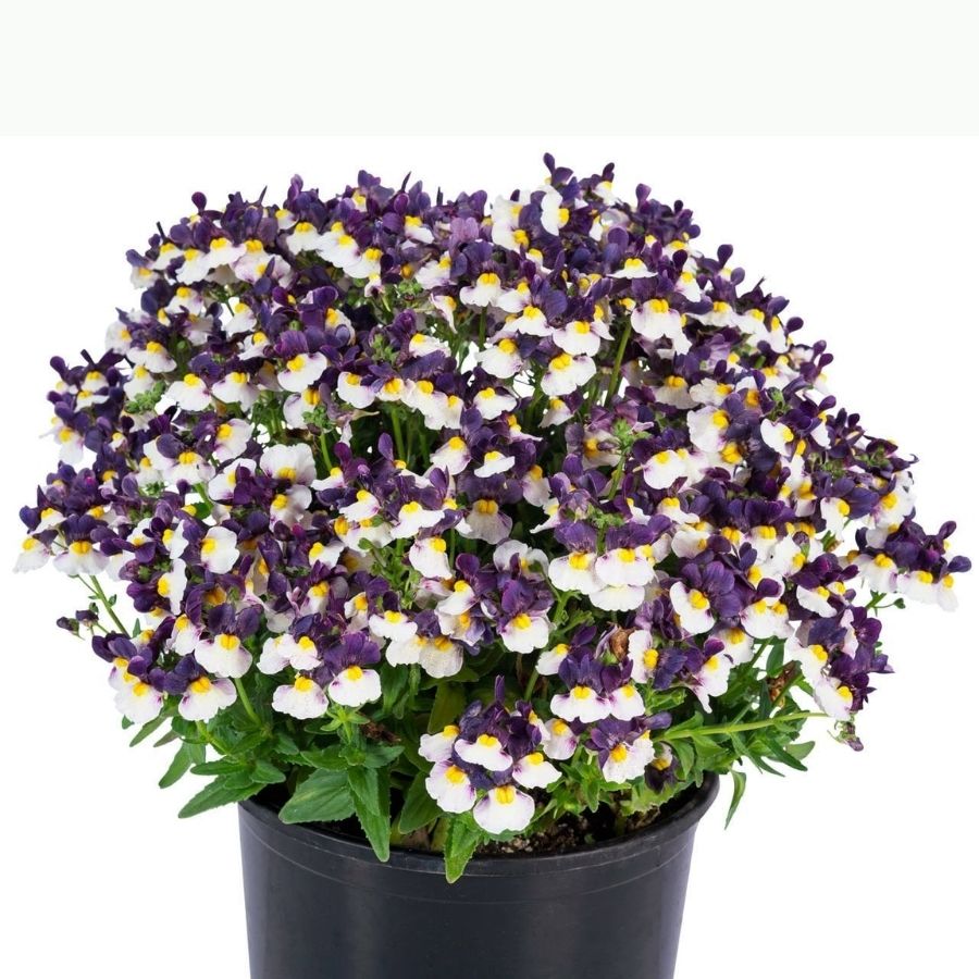 Немезия Марето Блю-Крем - Dolinasad.by