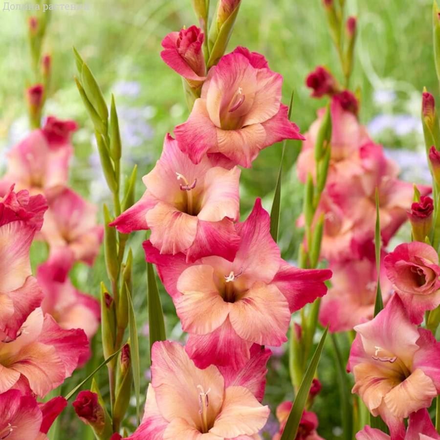 Гладиолус Априкот Бабл Гам - Dolinasad.by