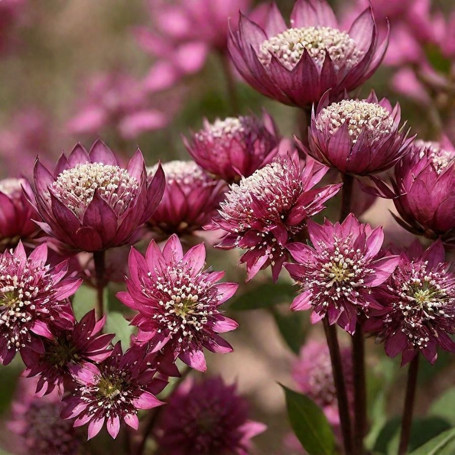 Астранция крупная Ларс - Dolinasad.by