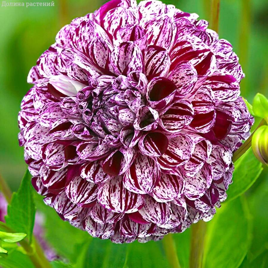 Георгина Марбл Балл - Dolinasad.by