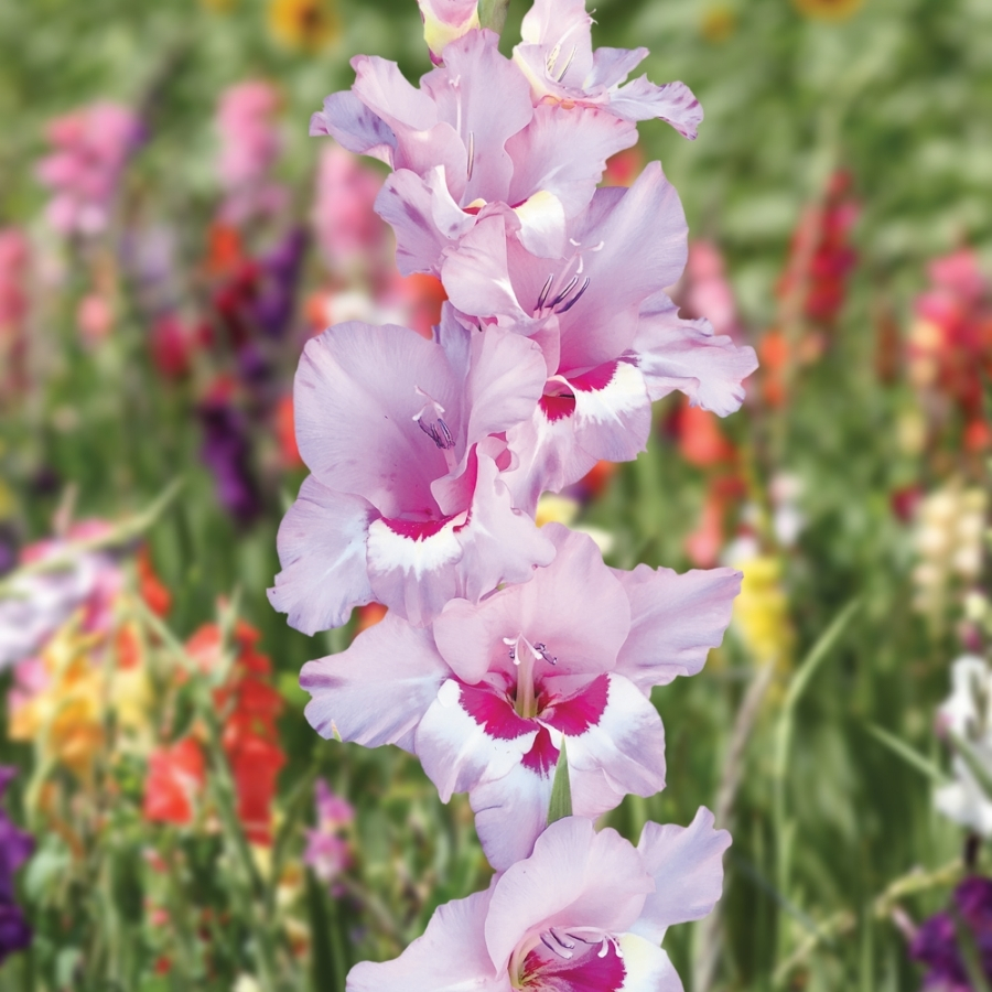 Гладиолус Замора - Dolinasad.by