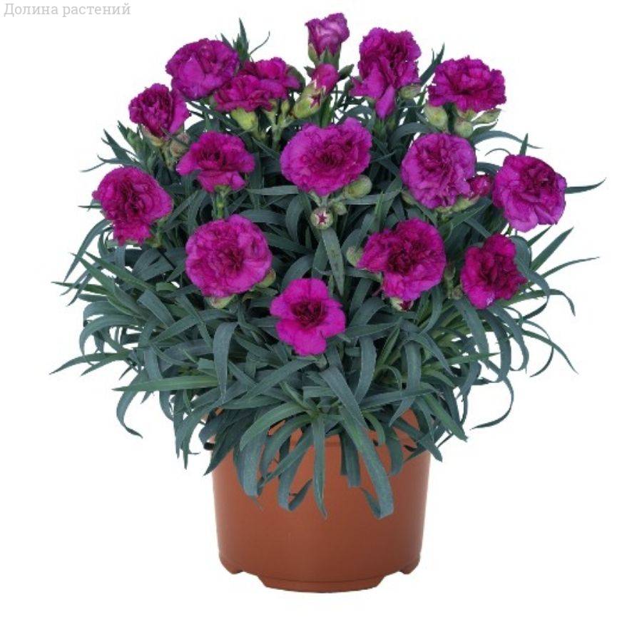 Гвоздика Ориентал Пурпл Бин Фэйт - Dolinasad.by