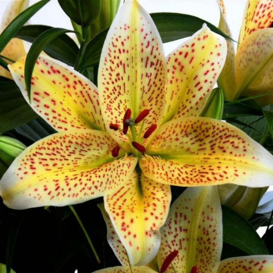 Лилия Тигермун Лилия Тигермун - Dolinasad.by