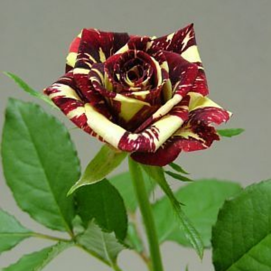 Роза штамбовая Фокус Покус - Dolinasad.by