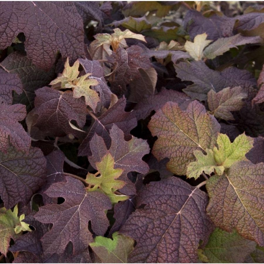 Гортензия дуболистная Сноу Квин, С2 - Dolinasad.by