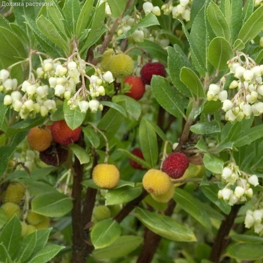 Земляничное дерево Компакта - Dolinasad.by