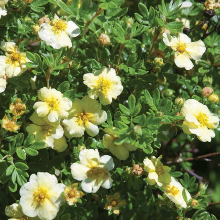 Лапчатка кустарниковая Катерина Дайкс, С3 - Dolinasad.by