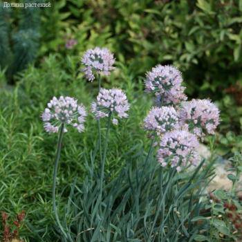 Аллиум сизый - Dolinasad.by