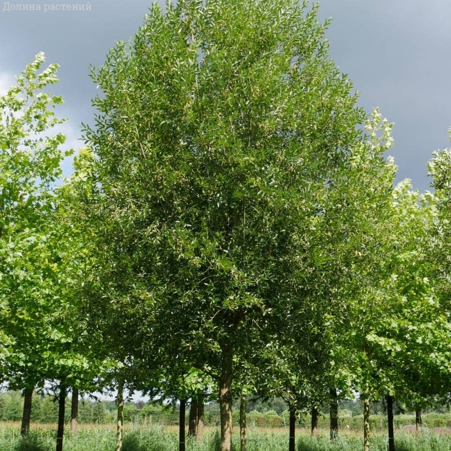 Ива ломкая, С3 - Dolinasad.by