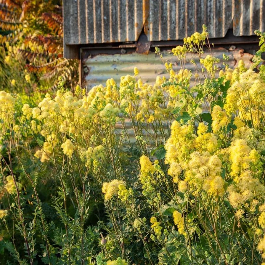 Василистник желтый сизый - Dolinasad.by