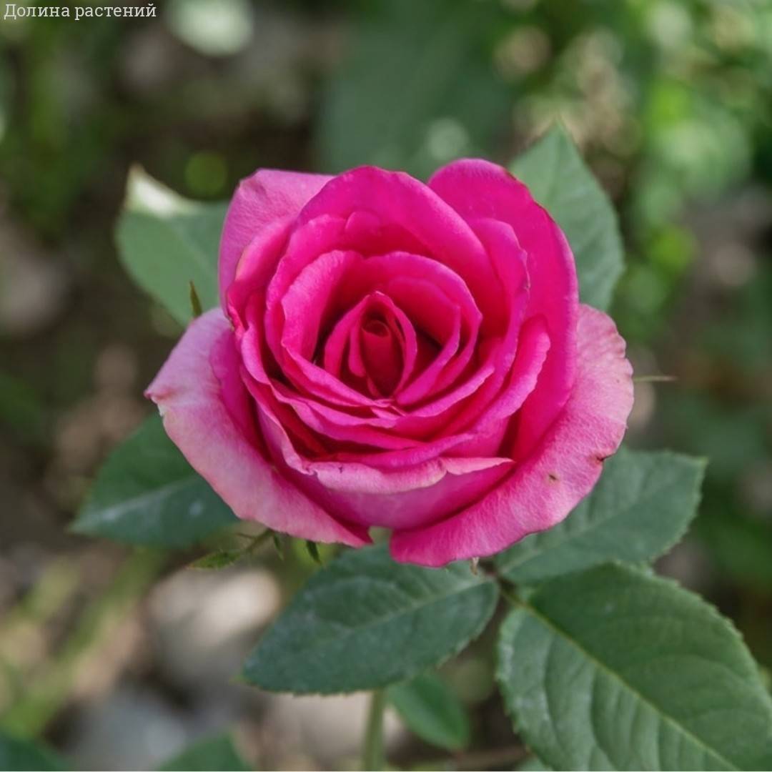 Роза Гранд Гала розовый - Dolinasad.by