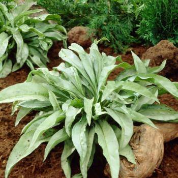 Медуница Самурай - Dolinasad.by