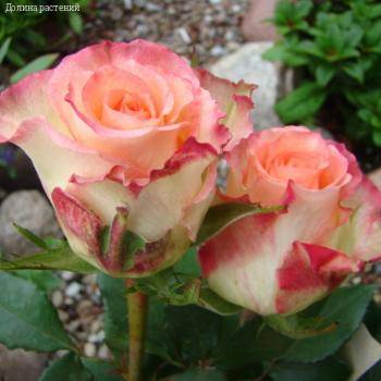 Роза Дуэт в горшке - Dolinasad.by