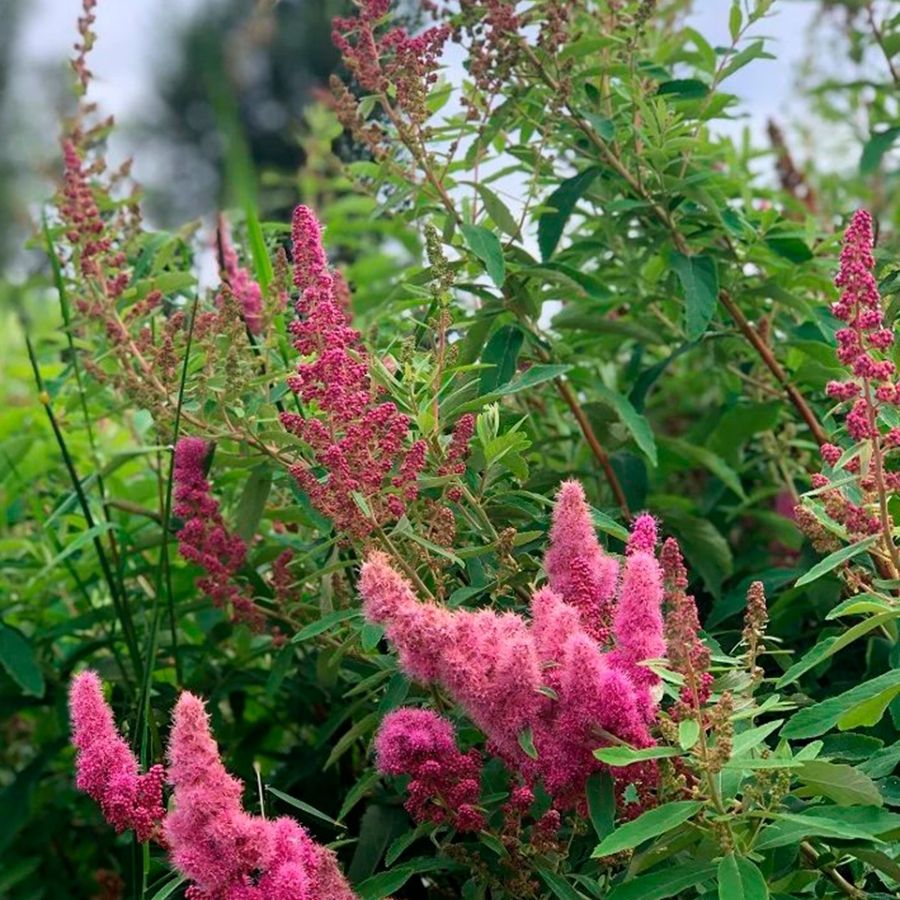 Спирея Дуглас, С2 - Dolinasad.by