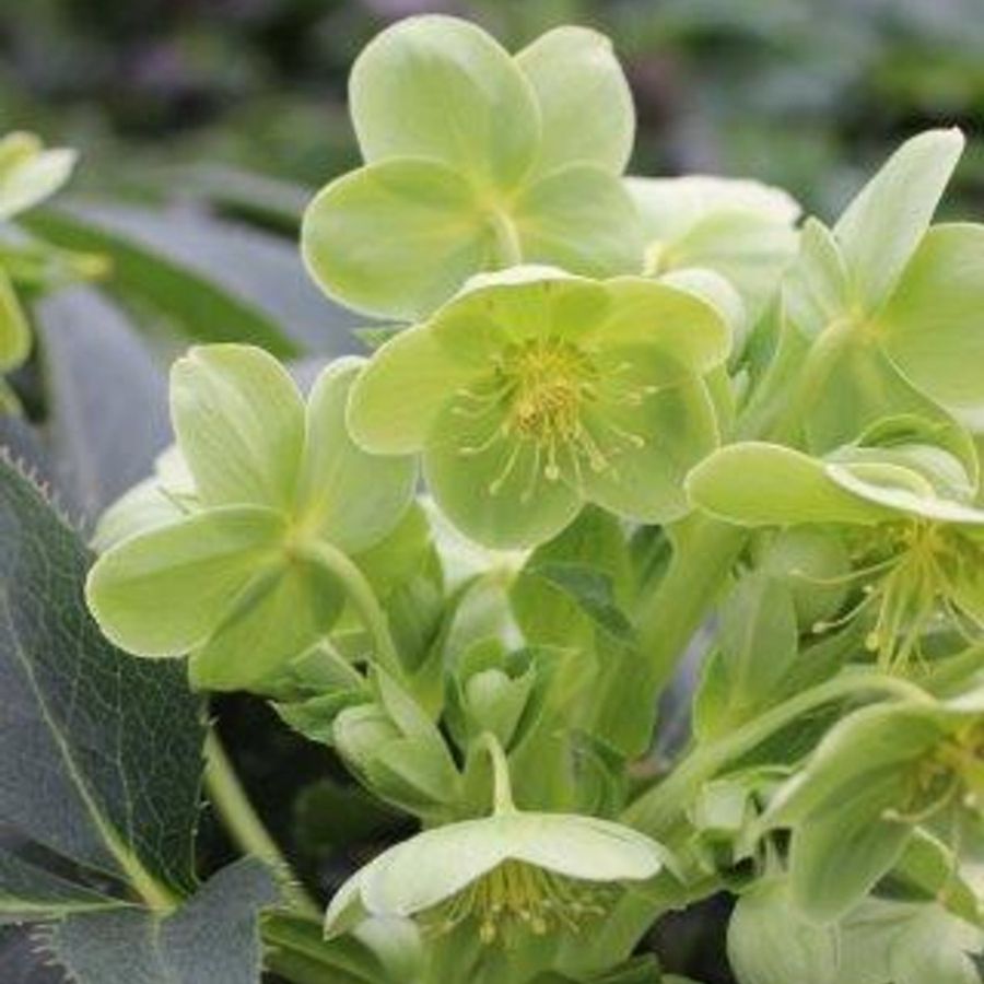 Морозник Сильвер Лэйс - Dolinasad.by