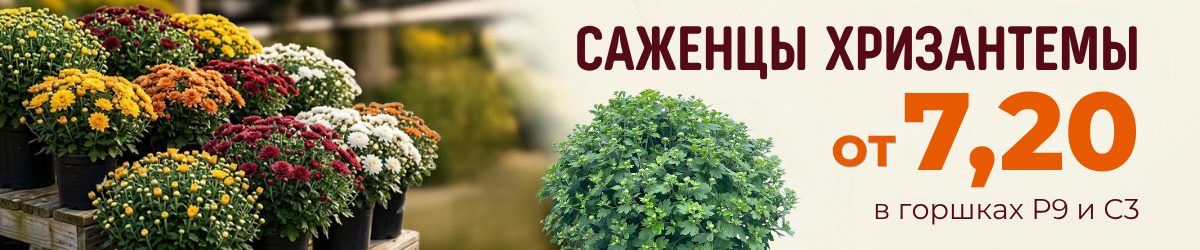 хризантема акция