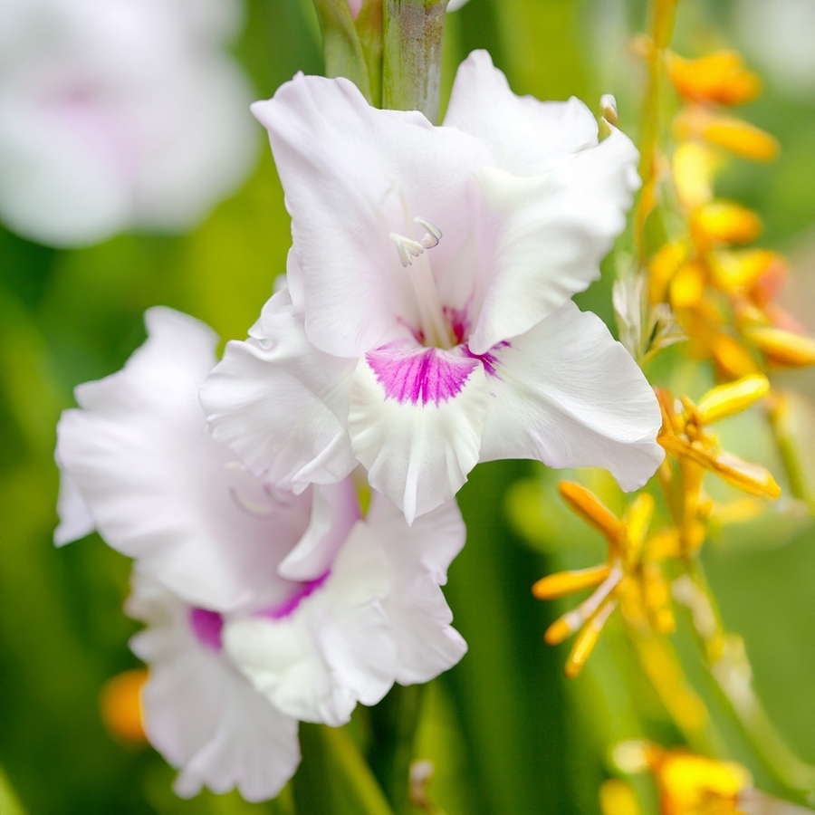 Гладиолус Норма Джин - Dolinasad.by