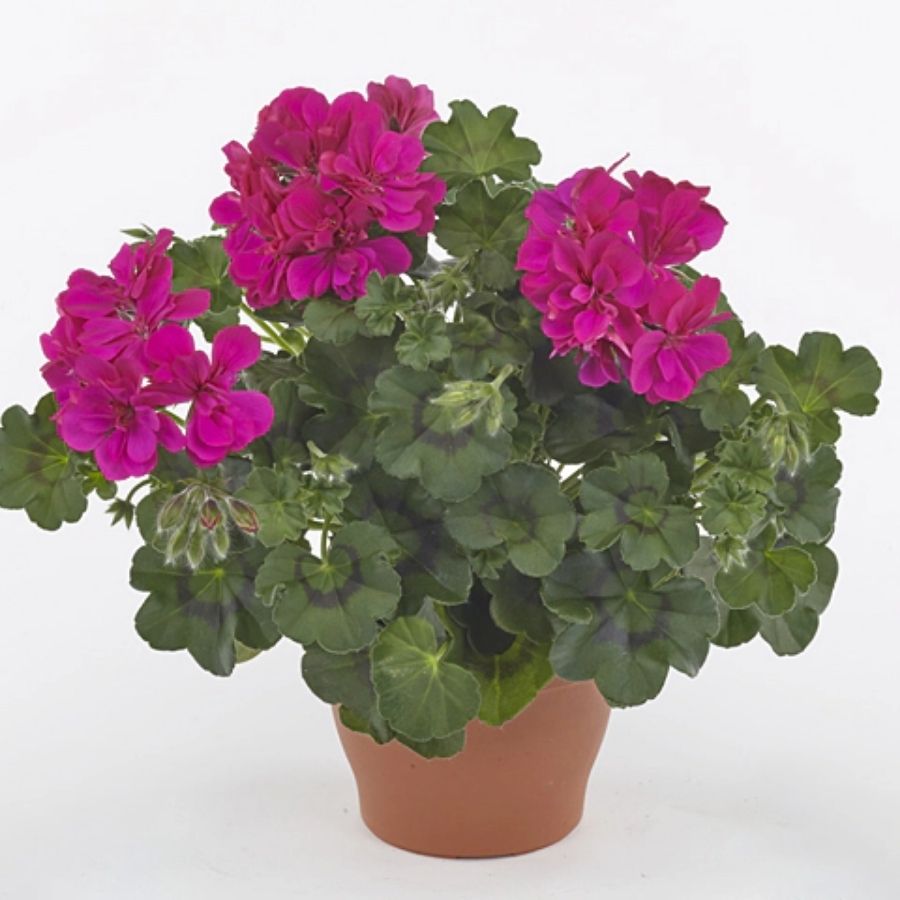 Пеларгония зональная Саванна Блю - Dolinasad.by