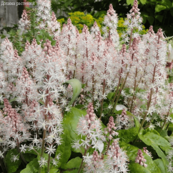 Тиарелла Пинк Скайрокет , С1,5 фото