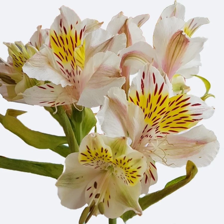 Альстромерия Венус - Dolinasad.by