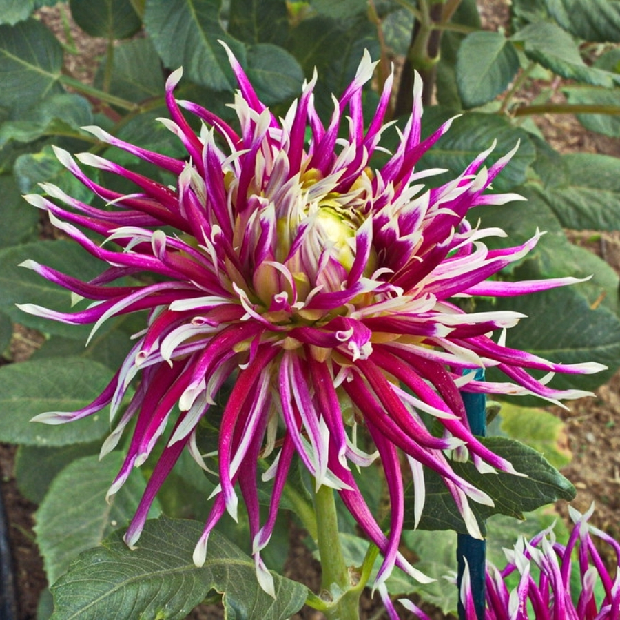 Георгина Холихилл Спайдер Вуман - Dolinasad.by