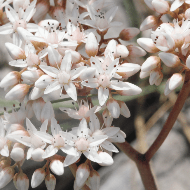 Седум белый Мурале – стелющееся многолетнее растение, образующее своими густооблиственными короткими побегами отдельные куртины. Низкорослый, ковровый вид. Имеет мелкие продолговатые красиво окрашенные зимующие листья. Цветет в июне-июле изумительно краси