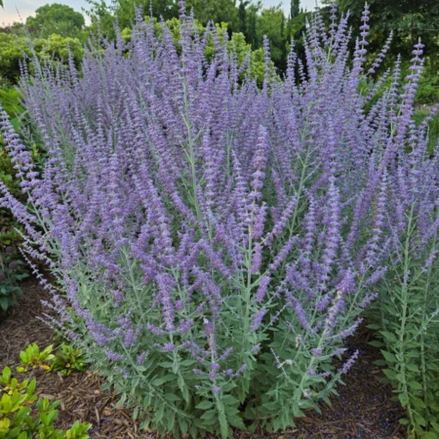 Перовския лебедолистная Прайм Тайм - Dolinasad.by