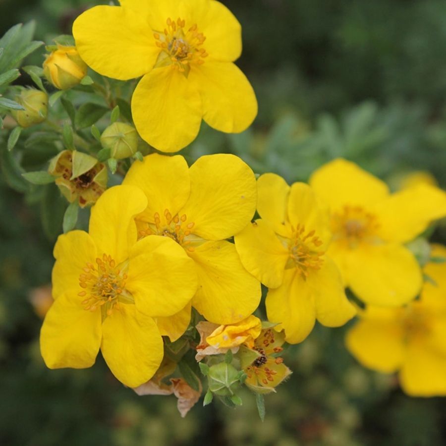 Лапчатка Аннет, С3 - Dolinasad.by