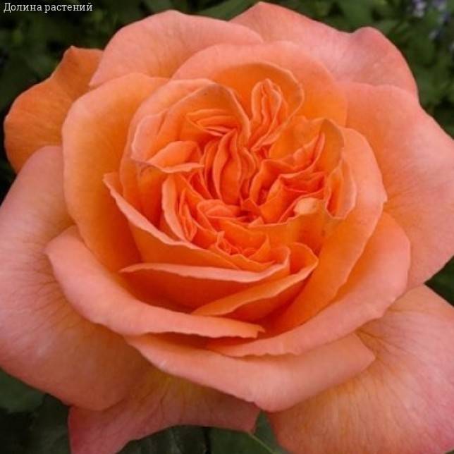 Роза Рене Госсини в горшке - Dolinasad.by