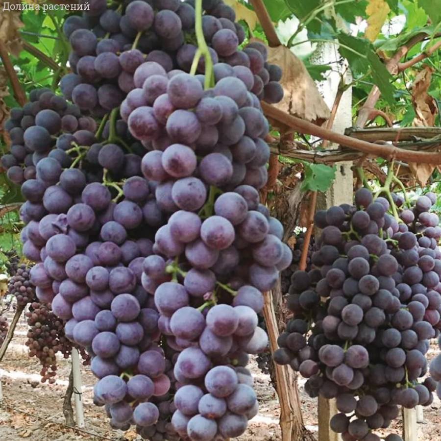 Виноград Апулия Роза - Dolinasad.by