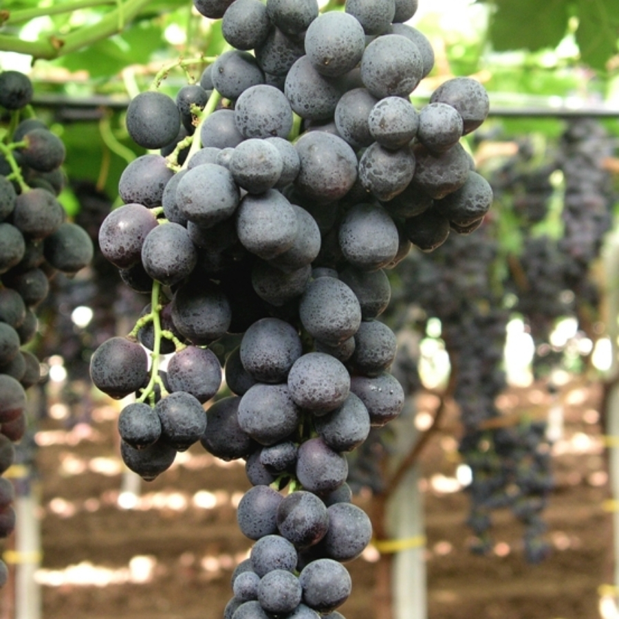 Виноград Мишель Палиери - Dolinasad.by