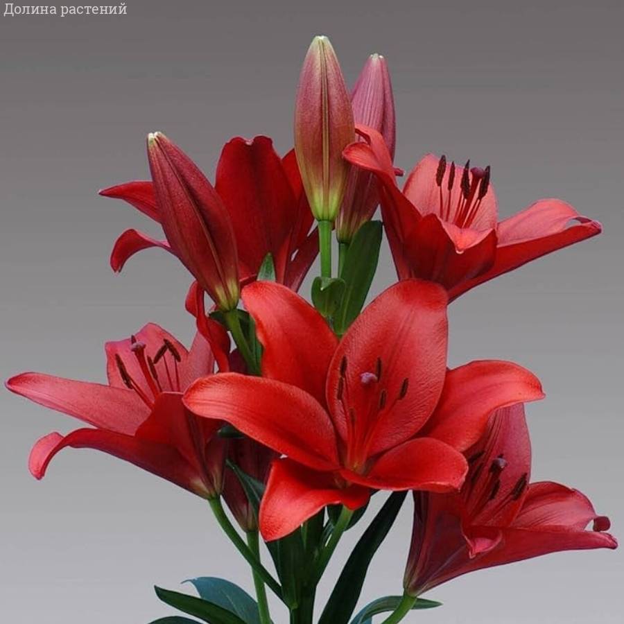 Лилия Динамикс - Dolinasad.by