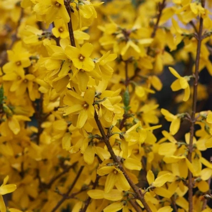 Форзиция промежуточная Гольдцаубер, С3 - Dolinasad.by