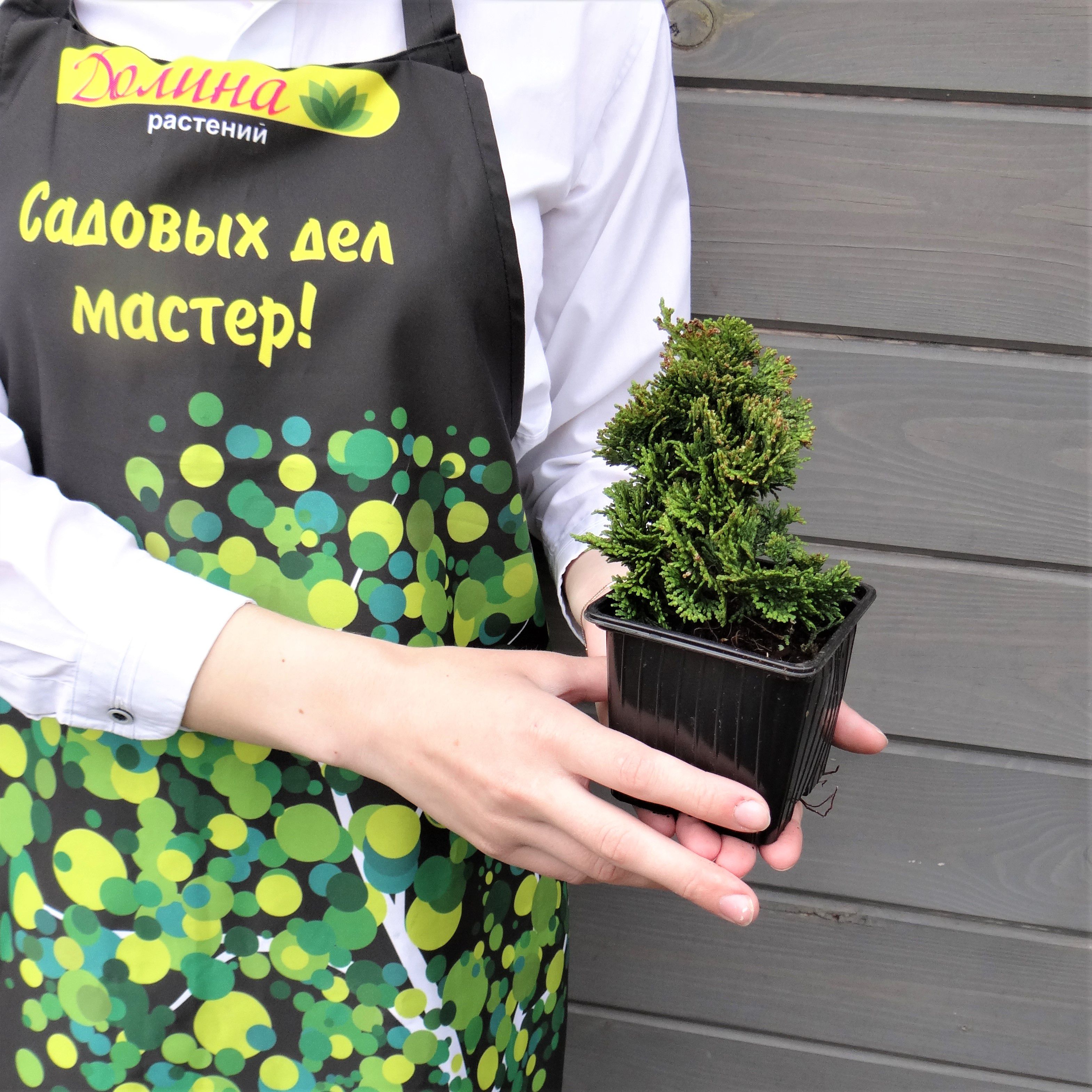 Кипарисовик туполистный Нана Грацилис, С3 - Dolinasad.by
