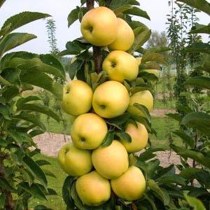  Выращивание колоновидной яблони: секреты урожая.