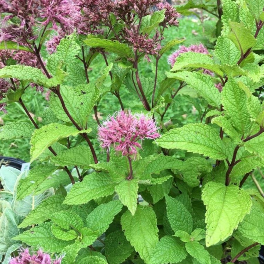 Посконник Литл Джо - Dolinasad.by